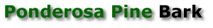 ponderosa pine